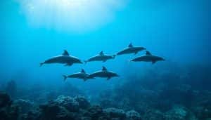 sind delfine gefährlich