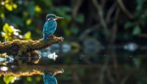 warum heißt der eisvogel eisvogel