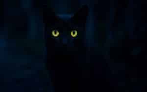 Warum leuchten Katzenaugen im Dunkeln?