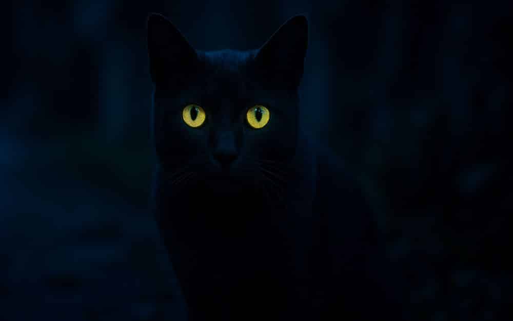Warum leuchten Katzenaugen im Dunkeln?